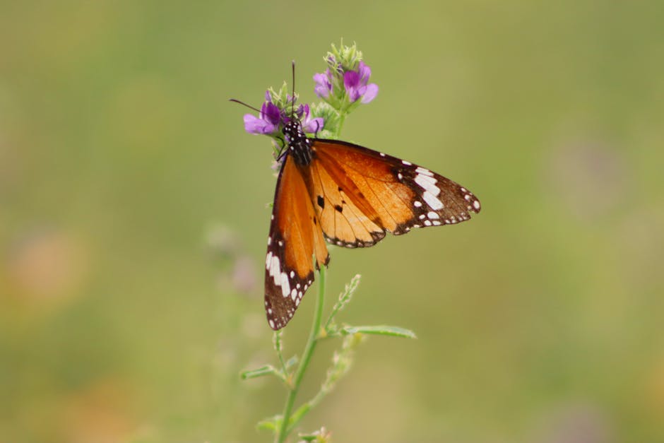 Butterfly representing natural growth